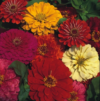 Picture of Zinnia Elegans - Dahlia Flowered Mixed